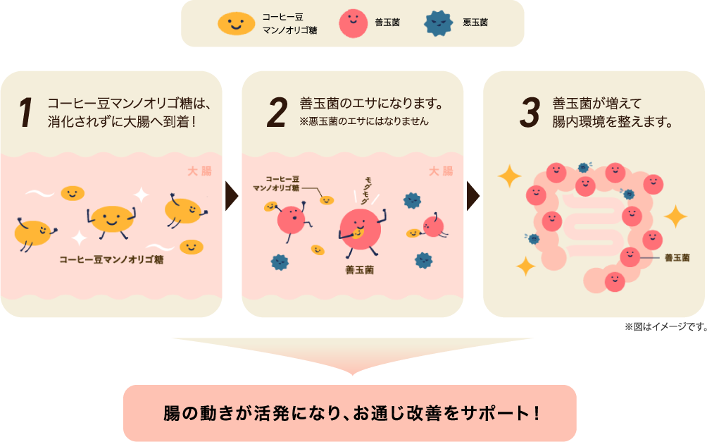 1コーヒー豆マンノオリゴ糖は、消化されずに大腸へ到着！ 2善玉菌のエサになります。※悪玉菌のエサにはなりません 3善玉菌が増えて腸内環境を整えます。