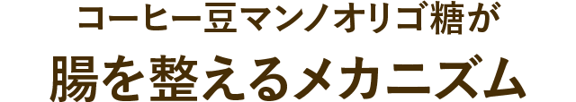 コーヒー豆マンノオリゴ糖が腸に効くメカニズム